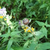 В лесу :: Наталья Герасимова