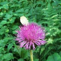 В лесу :: Наталья Герасимова