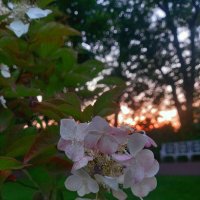 Гортензия :: Сапсан 