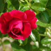 Лето и цветы. :: Милешкин Владимир Алексеевич Лето и цветы. :: Милешкин Владимир Алексеевич