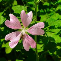 Лето и цветы :: Милешкин Владимир Алексеевич 