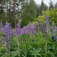 В Ботаническом саду Петрозаводска :: Ирэн В Ботаническом саду Петрозаводска :: Ирэн