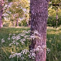 В парке :: Veera V В парке :: Veera V