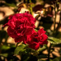 Розы :: Игорь Сикорский