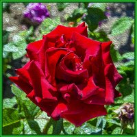 Роза :: Анатолий Чикчирный