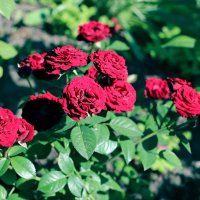 Вновь розы! :: Любовь Сахарова