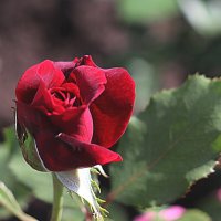 Вновь розы! :: Любовь Сахарова