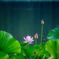 Лотосы в парке :: Дмитрий 