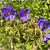 Герань луговая. :: Валерия Комова