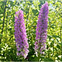 Полевые цветы. Ятрышник. :: Валерия Комова