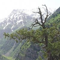 ГОРНЫЙ ДРУГ. :: Виктор Осипчук ГОРНЫЙ ДРУГ. :: Виктор Осипчук