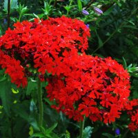 Яркая красота :: Людмила Смородинская