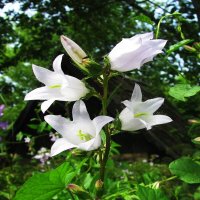 Нежные звоночки :: Людмила Смородинская Нежные звоночки :: Людмила Смородинская