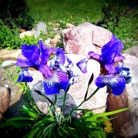 Цветы. :: Владимир Драгунский Цветы. :: Владимир Драгунский