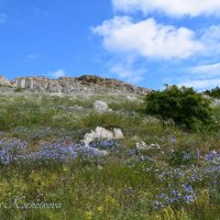 Природа Крыма :: Amazing Cosmea