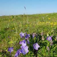 АЛЬПИЙСКИЕ ЛУГА ЛАГОНАКИ :: Tata Wolf