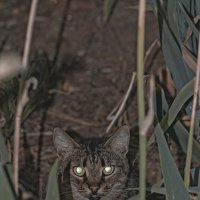 В засаде ... :: Giant Tao / В засаде ... :: Giant Tao /