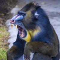 Мои друзья - По-Лун-д-Ра :: Владимир Максимов Мои друзья - По-Лун-д-Ра :: Владимир Максимов