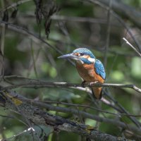 зимородок. :: юрий макаров