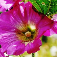 Мальва :: Рита Симонова