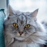 Кошка :: Александр Бочериков