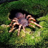 Лес всегда полон неожиданностей...:-) :: Андрей Заломленков