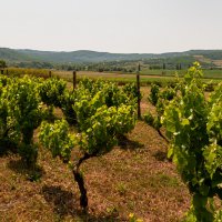 В полдень в июле... :: Светлана Фокша В полдень в июле... :: Светлана Фокша