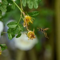 * :: Вадим * :: Вадим