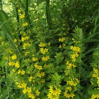 Вербейник :: Freddy 97