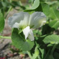 Горох :: Anna Ivanova