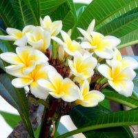 Плюмерия Египетская. :: Валерьян 