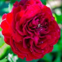 Украшение дачи :: Светлана SvetNika17 Украшение дачи :: Светлана SvetNika17