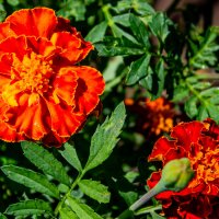 Бархатцы :: Светлана SvetNika17