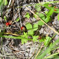 Земляника :: Ольга 