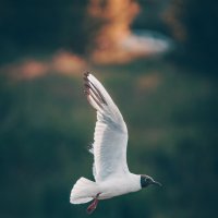 Летим :: Aleksey Zaikin