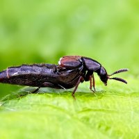 Ocypus olens :: Laryan1 