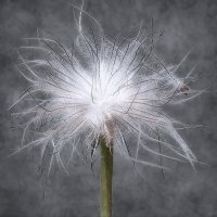 Что посеешь то и получишь... :: Владимир Шошин