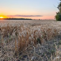 Созрела пшеница :: Валерий Ткаченко