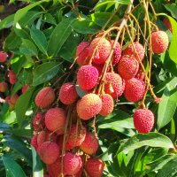 Плоды личи в садах Нижней Галилеи :: Надя Кушнир