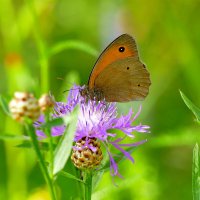 из снятого вчера 1 :: Александр Прокудин