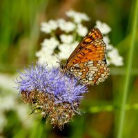 из снятого вчера 5 :: Александр Прокудин из снятого вчера 5 :: Александр Прокудин