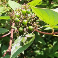 Какое все зеленое... :: Наталья Герасимова Какое все зеленое... :: Наталья Герасимова