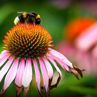 у природы свои законы :: Олег Лукьянов