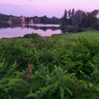 Лиса на закате :: Сапсан 