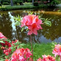 Рододендроны :: Veera V Рододендроны :: Veera V