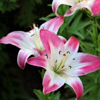 Лилии, вновь лилии. :: Любовь Сахарова