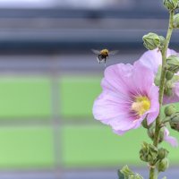 Утренний гость :: Валерий Иванович Утренний гость :: Валерий Иванович