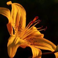 лилейник :: Виталий Емельянов