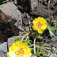 Цветы. :: Владимир Драгунский