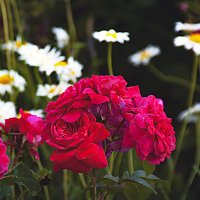 Цветение :: Владимир Кроливец